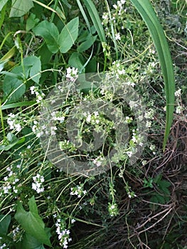 Green weed with tiny white flowers