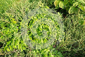 Green weed under summer sun