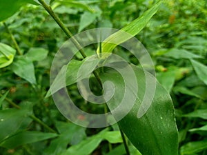 Green weeds grass on the nature background