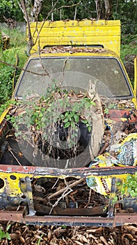 Green Weeds and Plants Growth in Abandoned Old Car