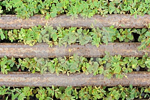 Green weeds and rusting steel bar