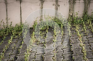 Green weeds on sidewalk