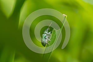 green weevil on a grass, incredible wildlife