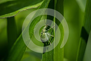 green weevil on a grass, incredible wildlife