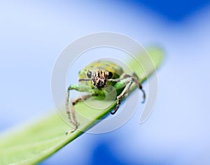 Green weevil hanging on green leaf with white blur blackgroun photo