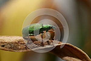 Green Weevil Macro