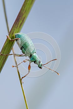 Green Weevil (Polydrusus formosus)