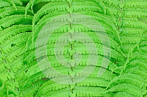 Green wet fern leaves background