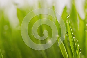 Green wet grass with dew on a blades