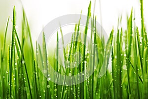 Green wet grass with dew on a blades