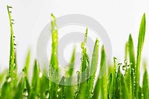 Green wet grass with dew on a blades isolated