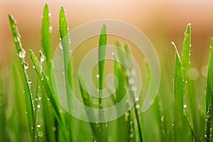 Green wet grass with dew on a blades