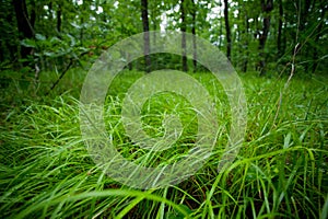 Green wet grass in a forest