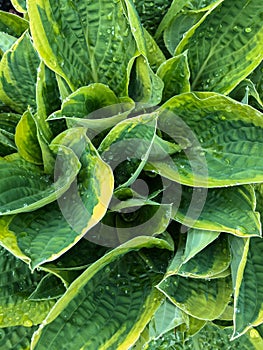 Green wet Hosta leaves with rain drops natural background top view