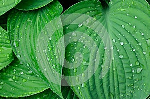 Green wet leaves background