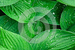 Green wet leaves background