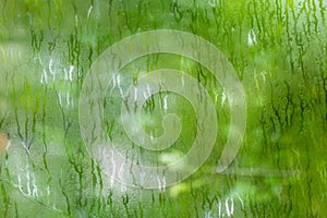 Green wet moist water condense on glass windows photo