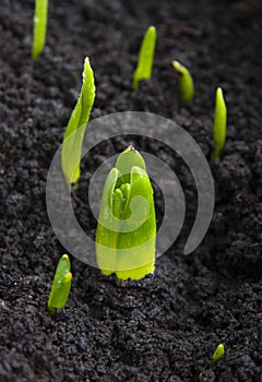 Green, wet plant sprouts, planting of hyacinth and tulip bulbs