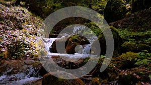 Green and wet stones and rocks along mountain river stream with many curved cascades and waterfalls surrounded by greenery of fore