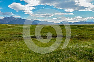 Green wetland field with mountain on the background