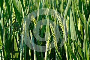 Green Wheat