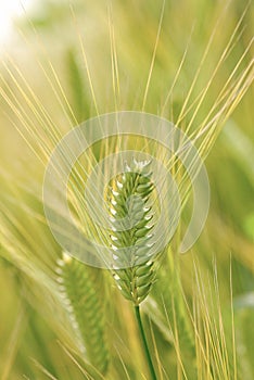 Green wheat