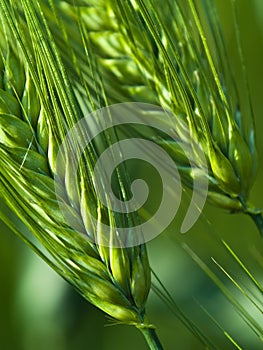 Green wheat photo