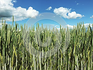 Green wheat agriculture field with blue sky