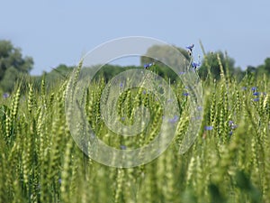 Green wheat background