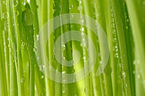 Green wheat background