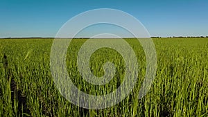 Green wheat or barley field on blue sky background in spring