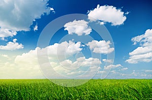 Green wheat and beautiful sky