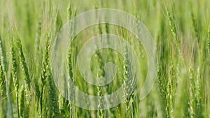 Green wheat blowing in wind. Crop of cereals, agriculture land, farming.