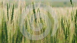 Green wheat blowing in wind. Crop of cereals, agriculture land, farming.