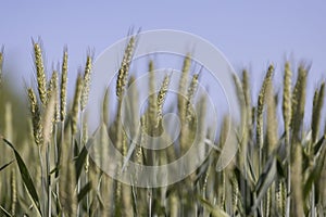 green wheat cereals in the field in summer before ripening