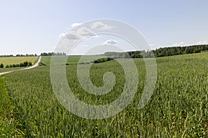 green wheat cereals in the field in summer before ripening