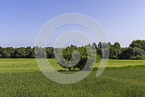 green wheat cereals in the field in summer before ripening