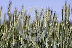 green wheat cereals in the field in summer before ripening