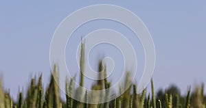 green wheat cereals in the field in summer before ripening