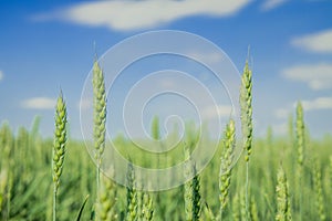 Green wheat cereals summer time day field rural farm land soft focus close up scenic view with blurred nature blue sky background