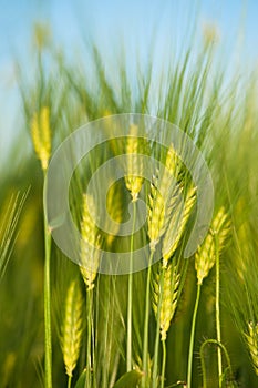 Green wheat close-up
