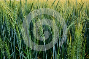 Green wheat close up image