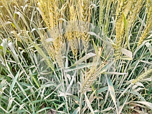 Green Wheat