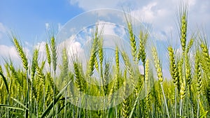 Green wheat crop field with sunny day cloudy blue sky background