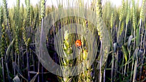 Green wheat crops and bug