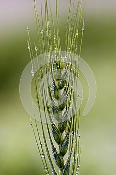 Green wheat with drops
