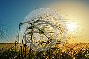 Wheat of ear close up in field. agriculture green grass field in sunset