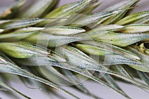 Green wheat ear close-up with setas on a white background