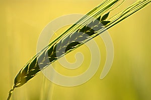 Green Wheat Ear Silhouette