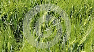green wheat in early summer blowing in the wind, these important raw materials and food shortages threaten the existence of the